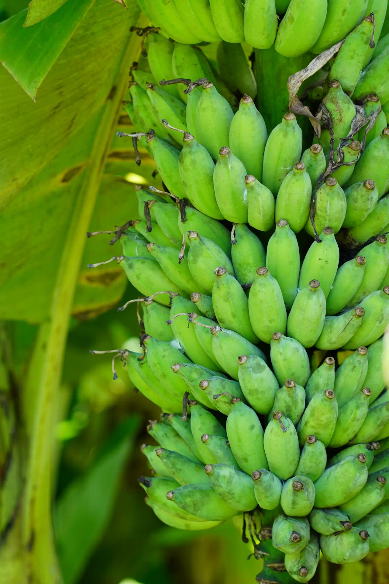 Banana2