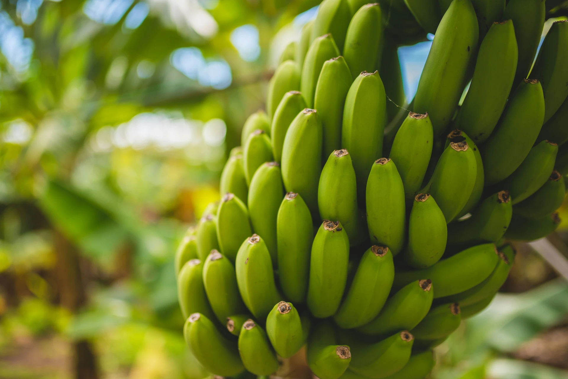 Banana3
