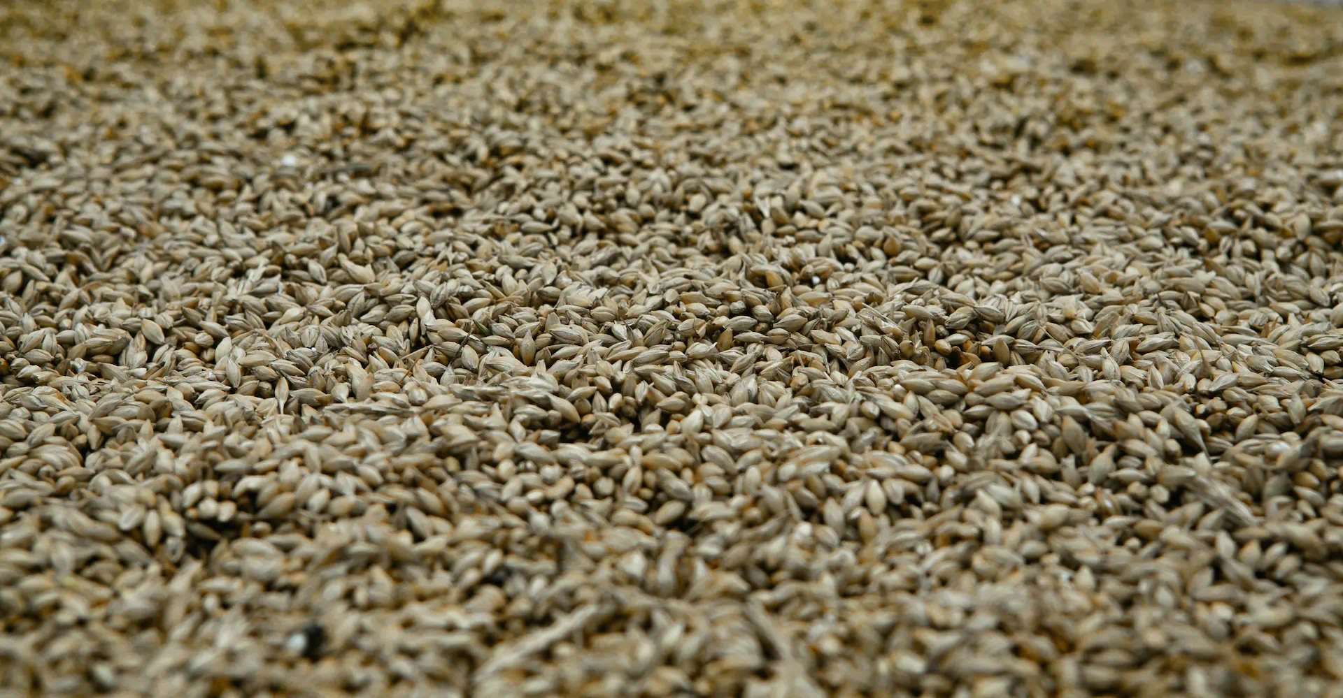 Barley