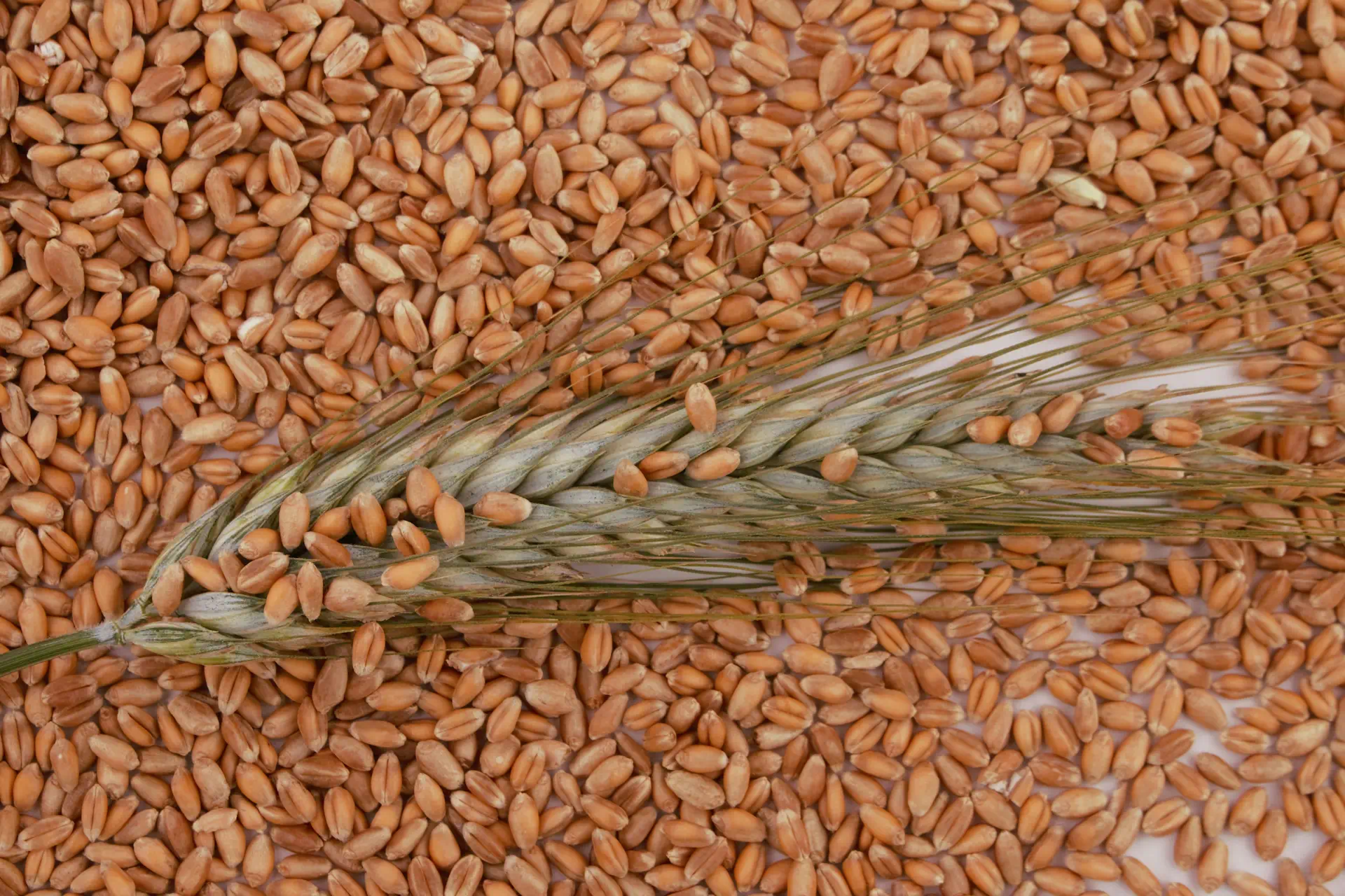 Barley