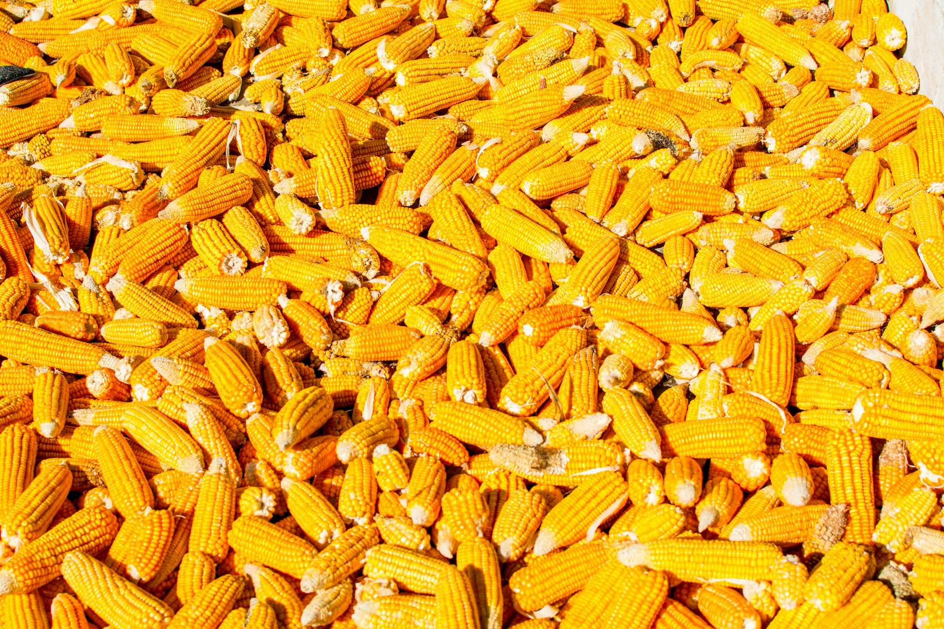Corn