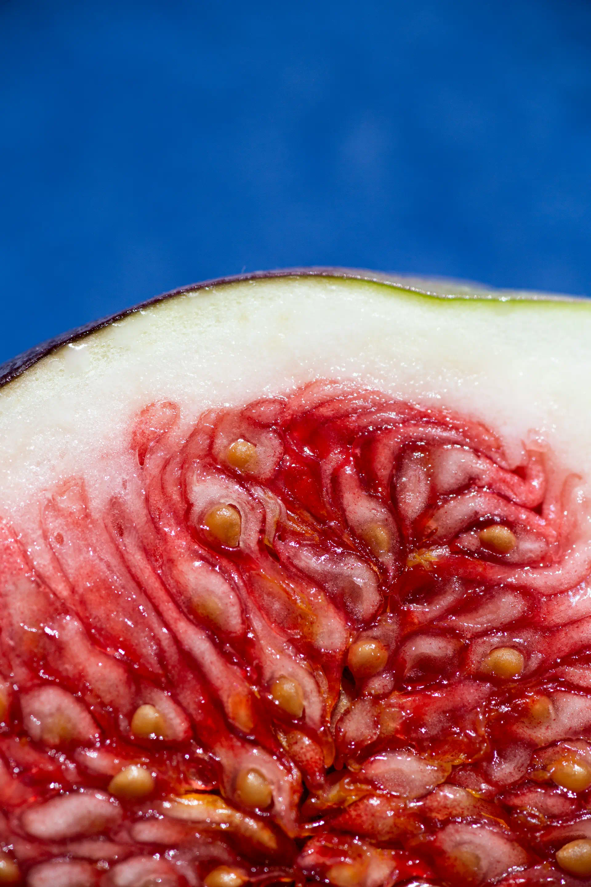 Fig