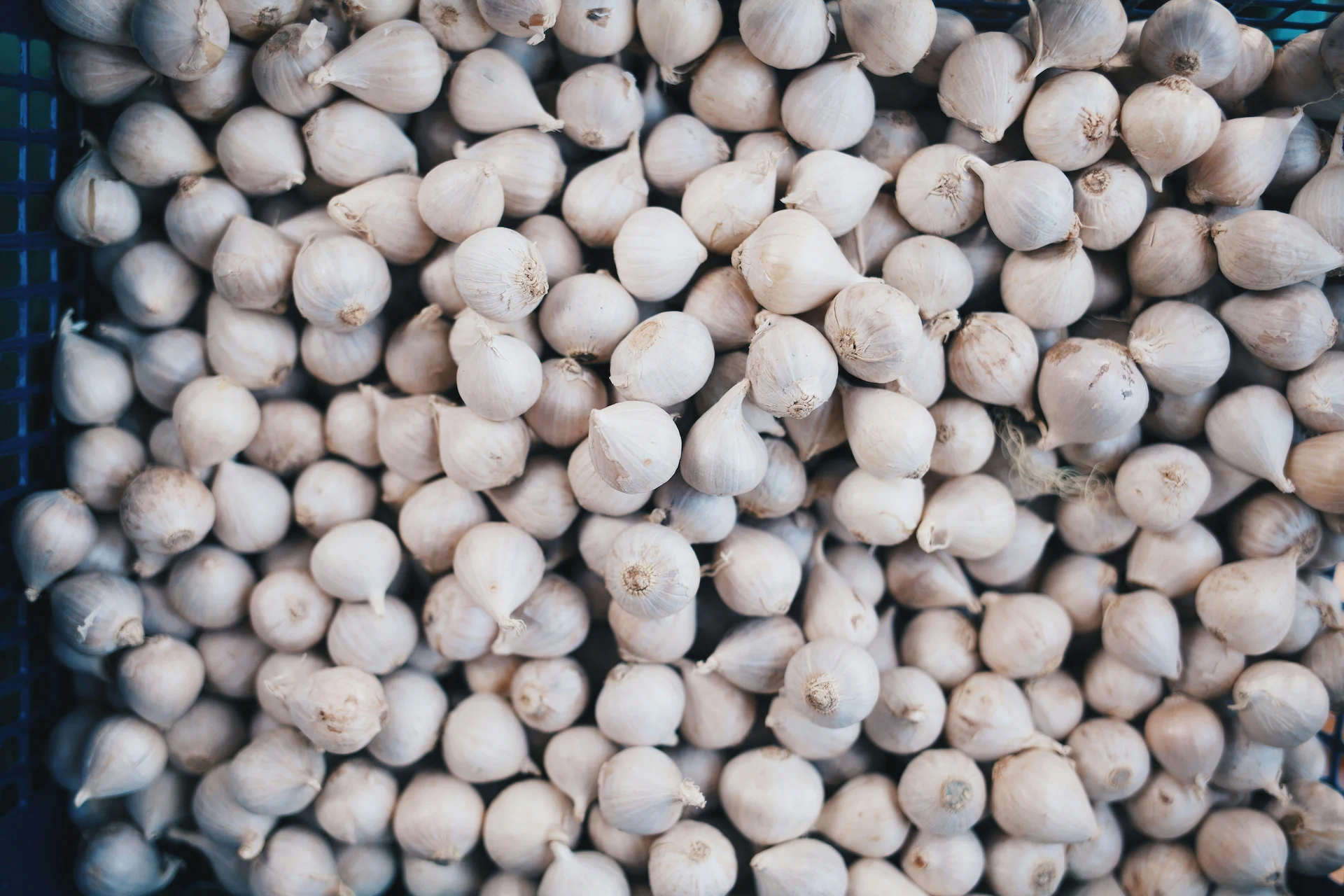 Garlic Image 1