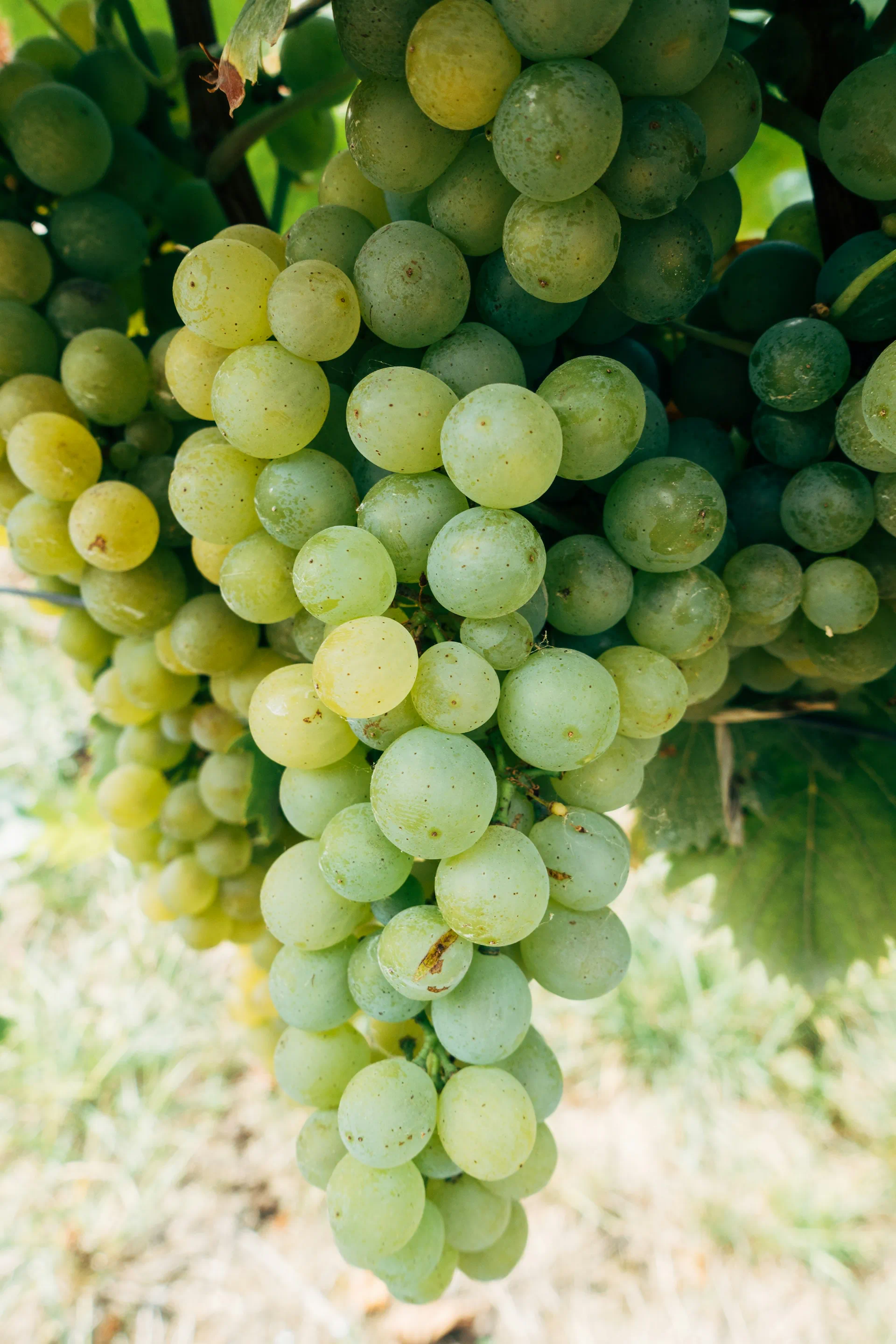 Grapes1