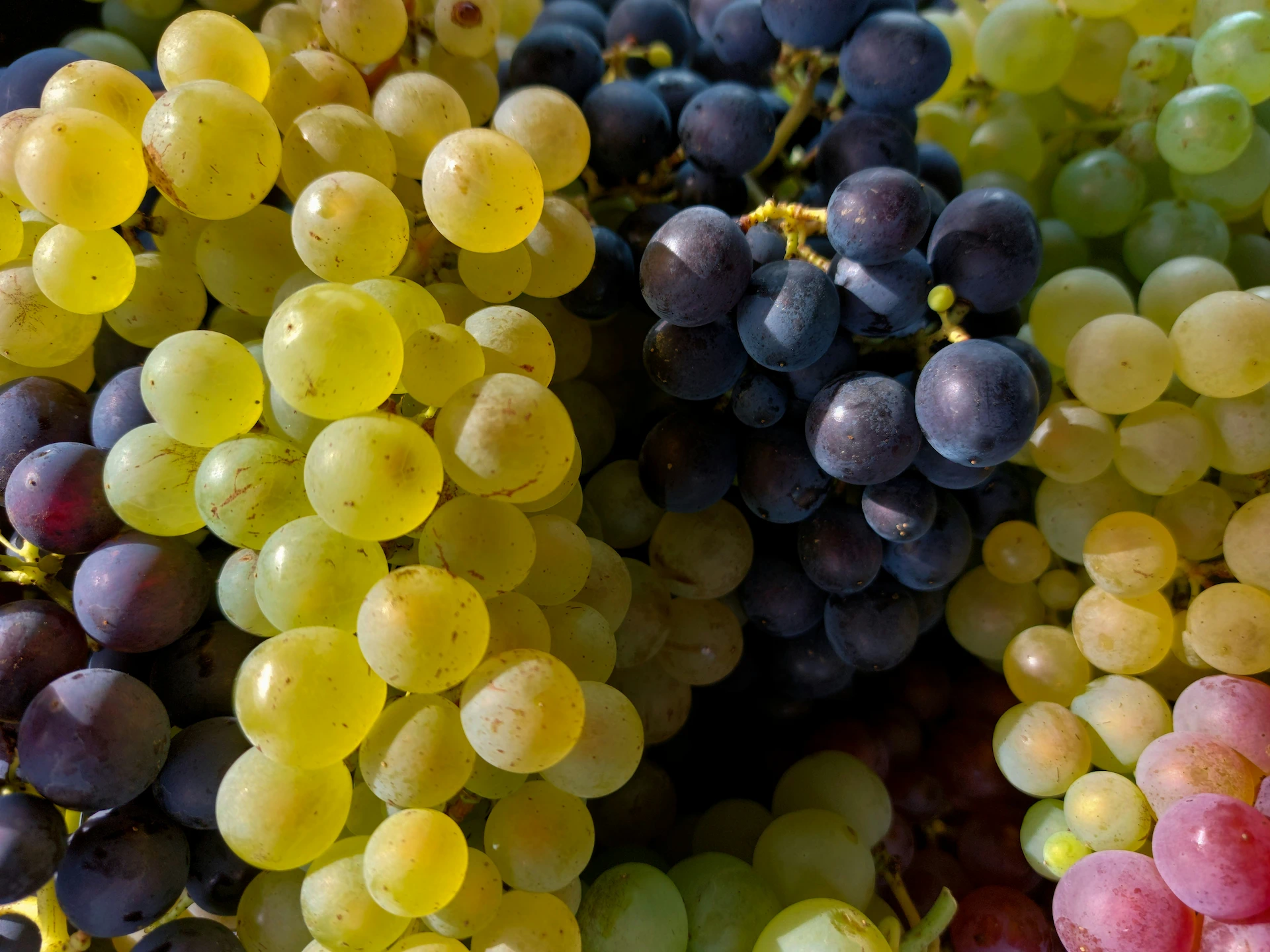 Grapes3